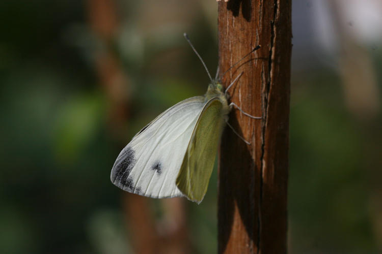 Pieris mannii alpigena: Bild 6