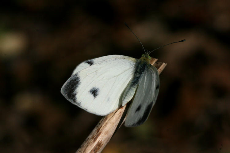 Pieris mannii alpigena: Bild 7