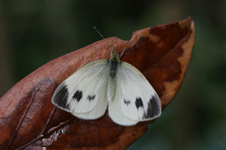 Pieris mannii alpigena: Bild 33