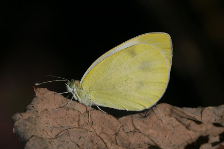 Pieris mannii alpigena: Bild 43