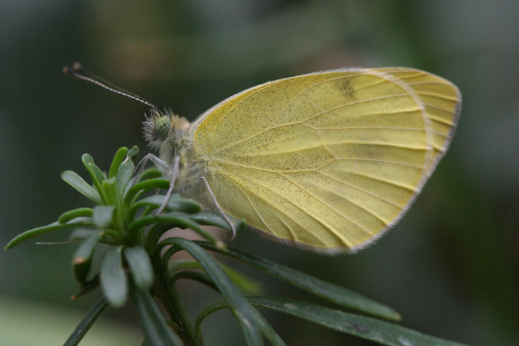 Pieris mannii alpigena: Bild 44