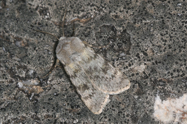 Agrotis simplonia: Bild 1