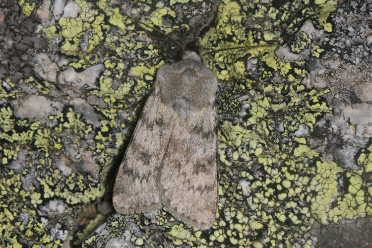 Agrotis simplonia: Bild 2