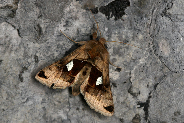 Autographa aemula: Bild 3