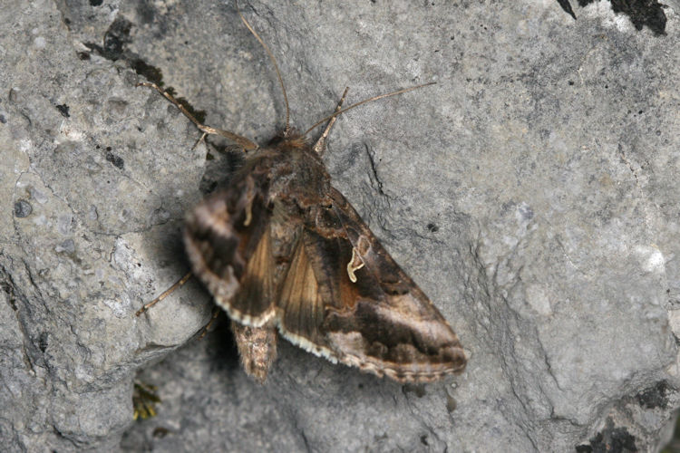 Autographa gamma: Bild 10