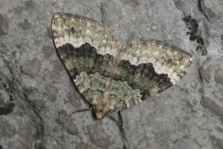 Colostygia aptata: Bild 3