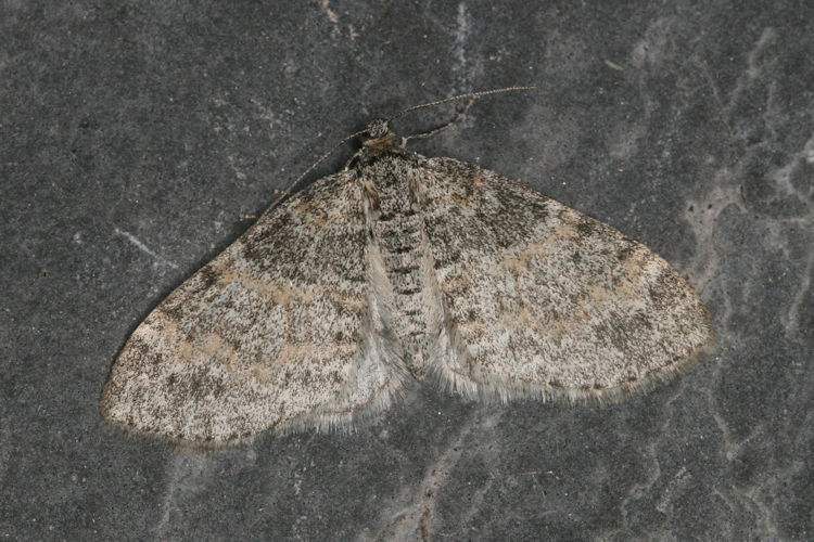 Lobophora halterata: Bild 12