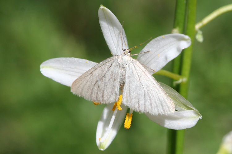 Crocota pseudotinctaria: Bild 5