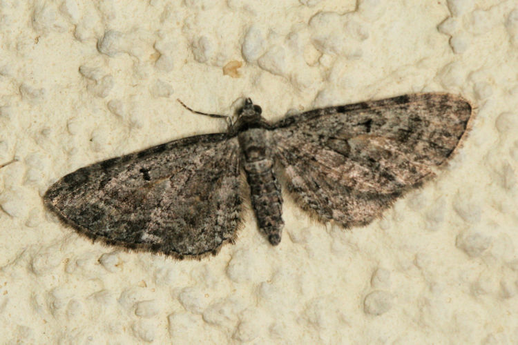 Eupithecia icterata: Bild 7