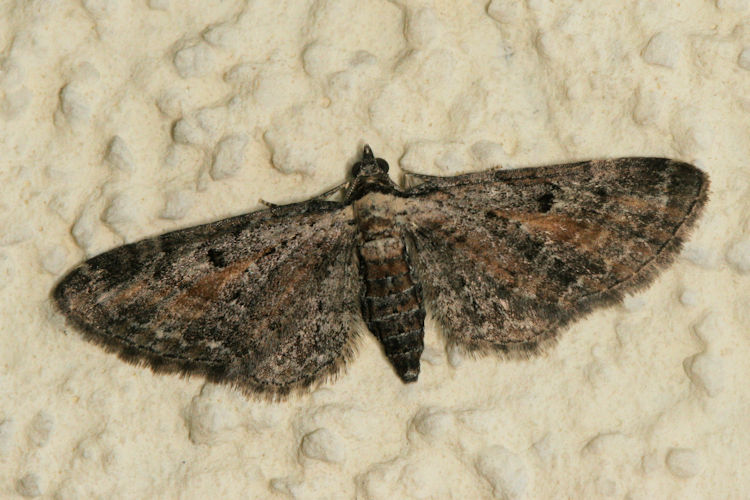 Eupithecia icterata: Bild 8