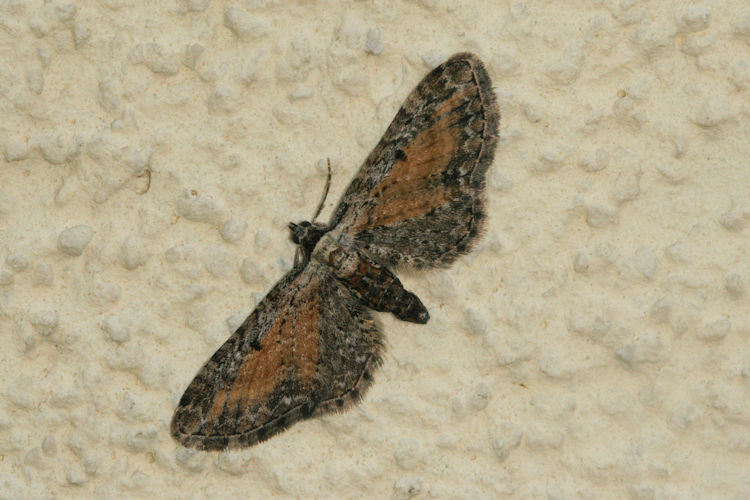 Eupithecia icterata: Bild 9