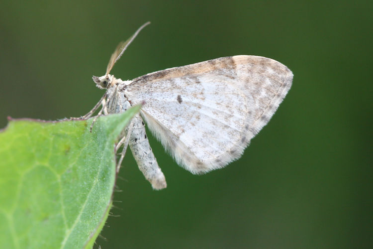 Xanthorhoe montanata: Bild 20