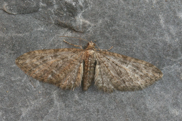 Eupithecia abbreviata: Bild 1