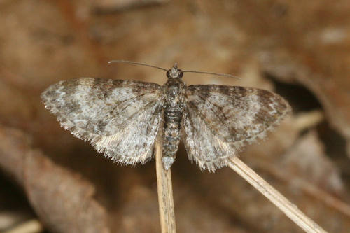 Eupithecia irriguata: Bild 25