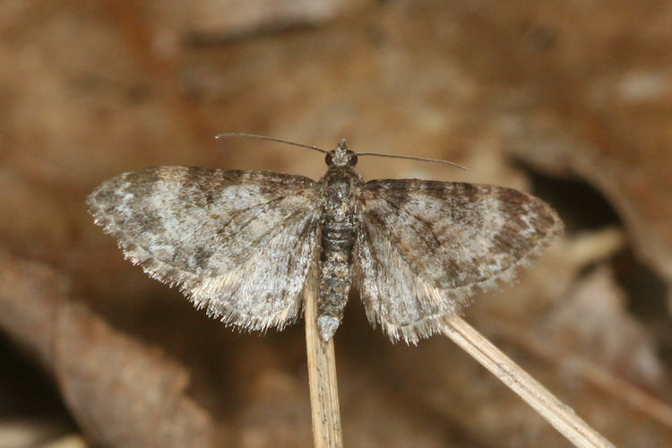 Eupithecia irriguata: Bild 25