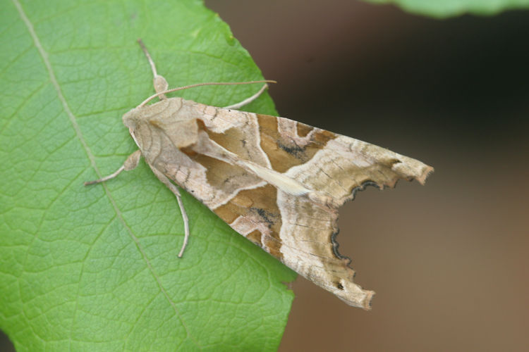 Phlogophora meticulosa: Bild 10