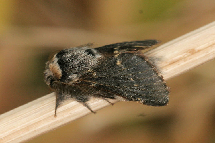 Poecilocampa populi: Bild 2