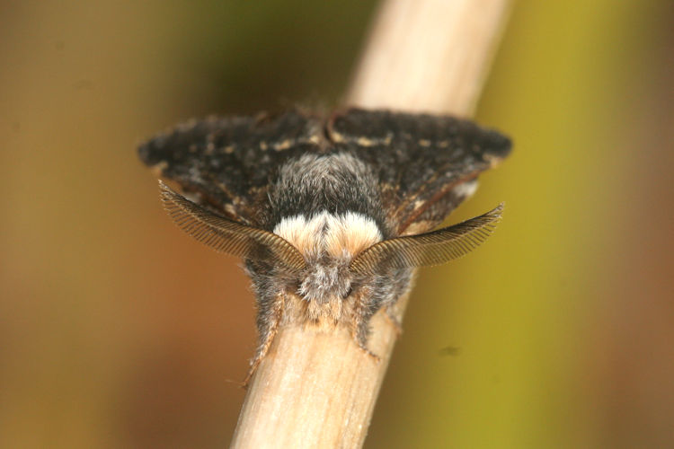 Poecilocampa populi: Bild 4