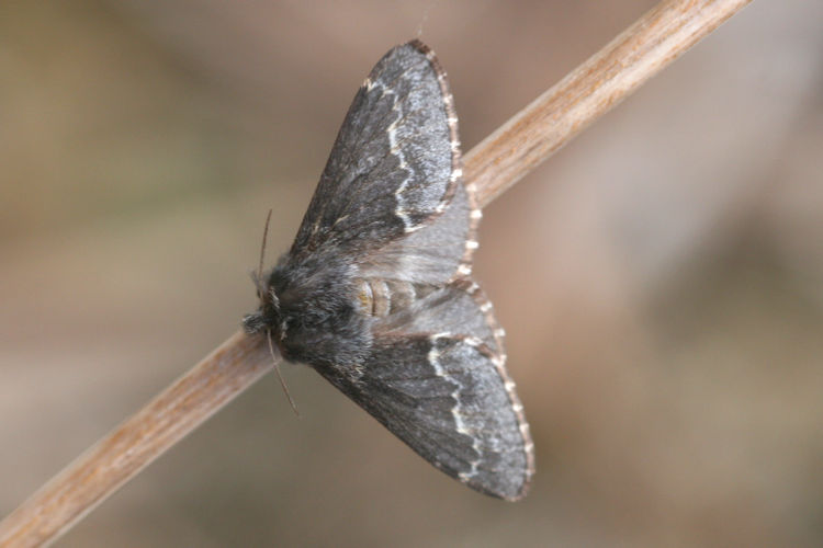 Poecilocampa alpina: Bild 14