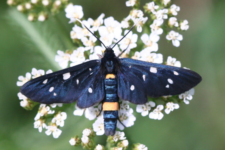 Amata phegea ligata: Bild 1