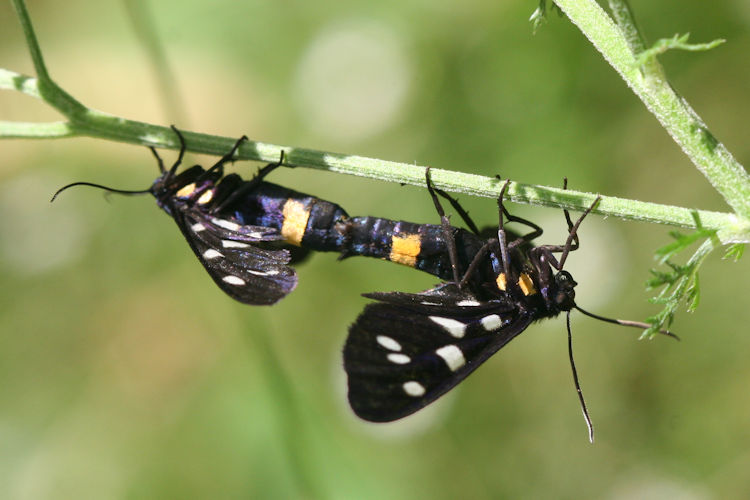 Amata phegea ligata: Bild 8