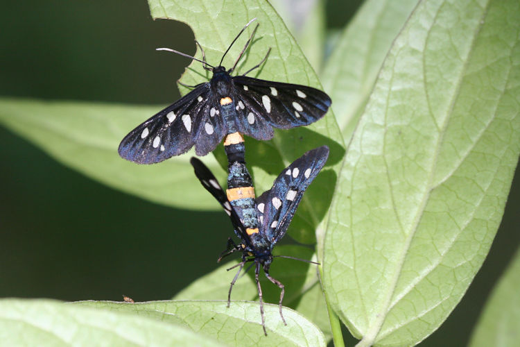 Amata phegea ligata: Bild 9