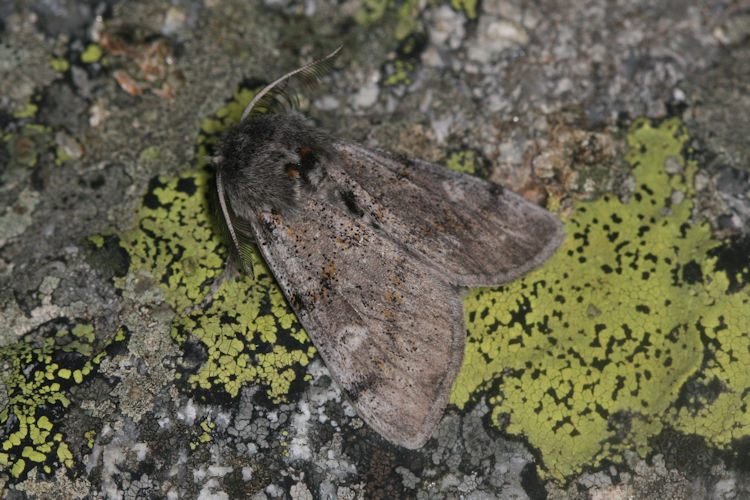 Dicallomera fascelina: Bild 3