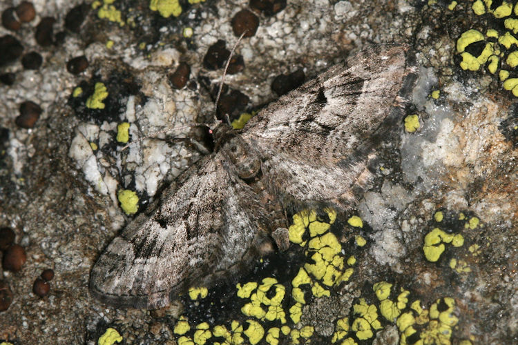 Eupithecia pusillata: Bild 12