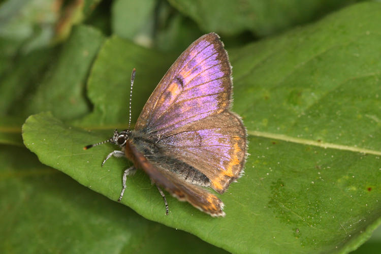 Lycaena helle: Bild 8