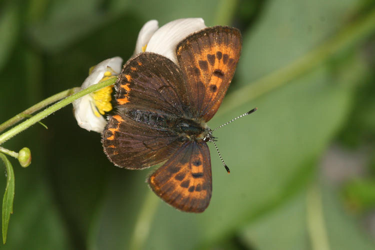 Lycaena helle: Bild 9