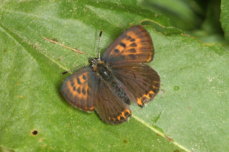 Lycaena helle: Bild 10