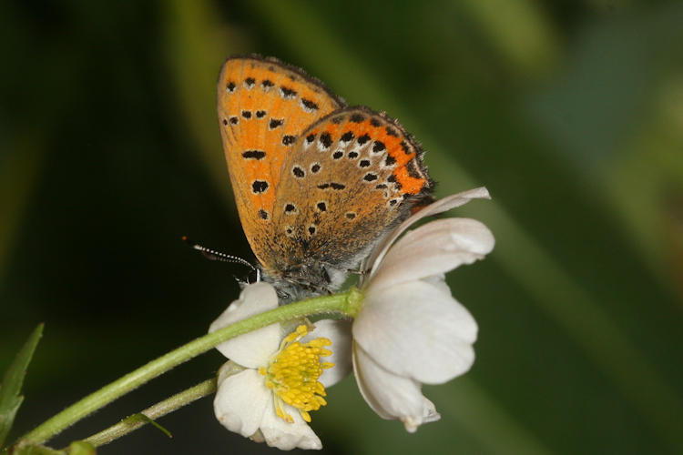 Lycaena helle: Bild 19