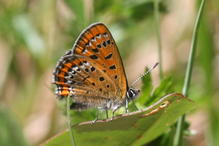 Lycaena helle: Bild 20