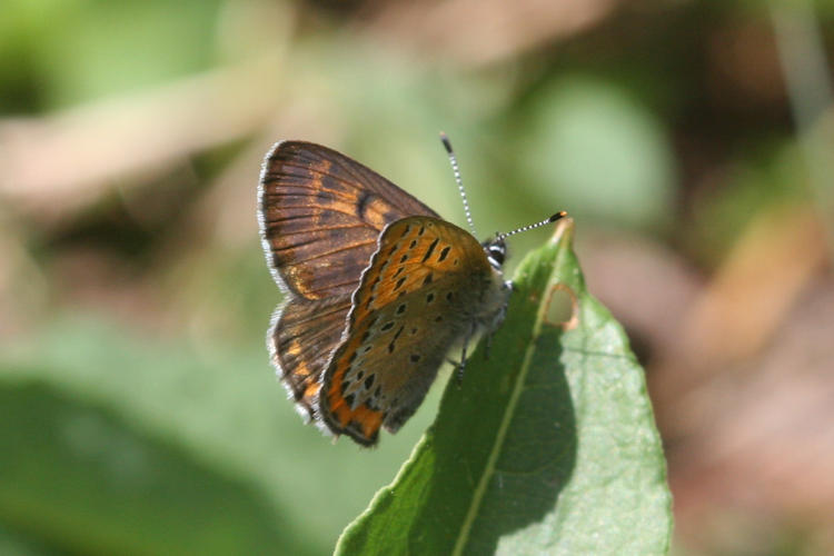 Lycaena helle: Bild 21