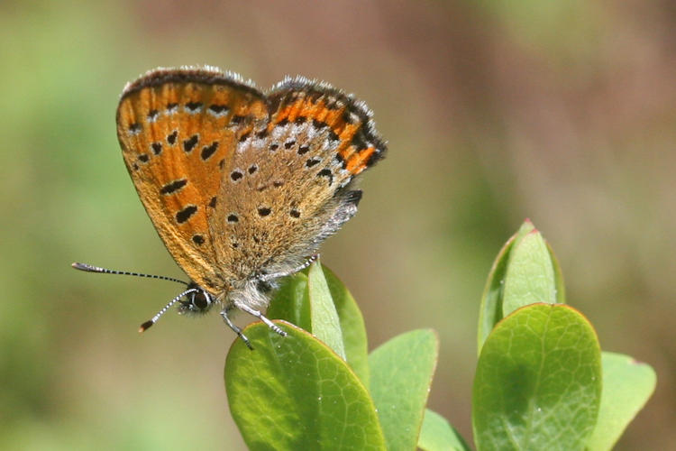 Lycaena helle: Bild 22