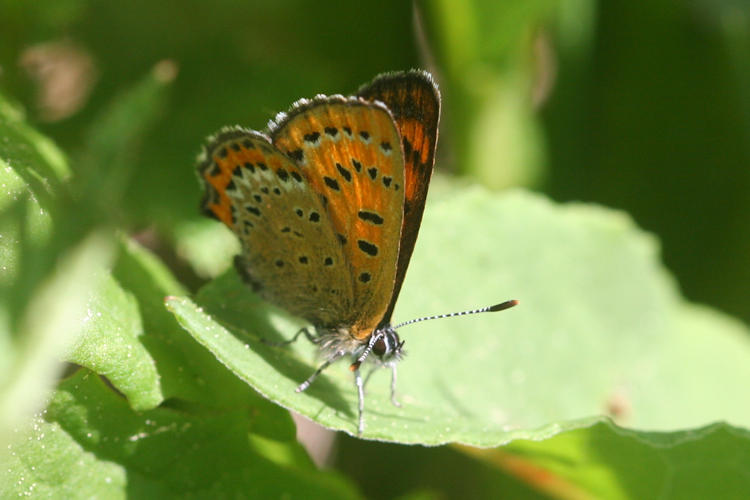 Lycaena helle: Bild 23