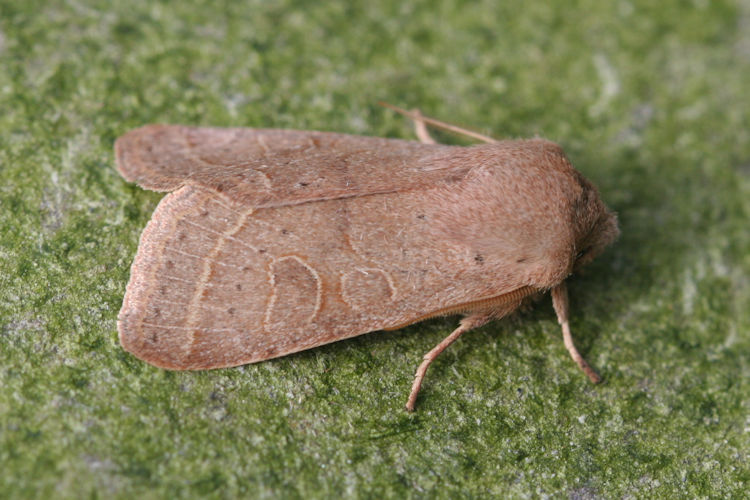 Orthosia cerasi: Bild 1