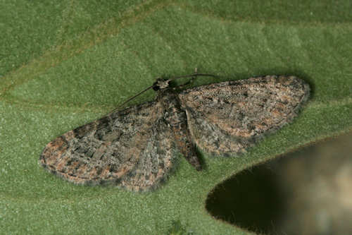 Eupithecia dodoneata: Bild 22