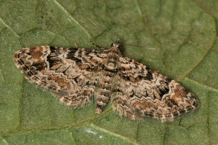 Gymnoscelis rufifasciata: Bild 25