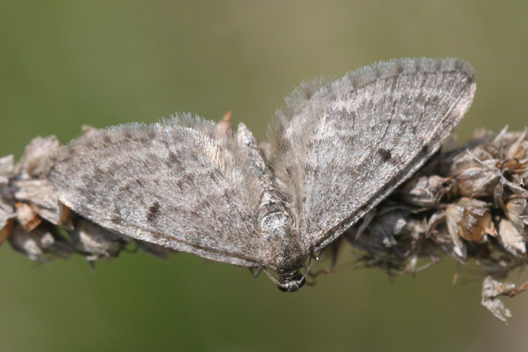 Eupithecia indigata: Bild 9