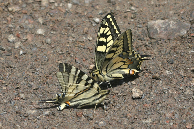 Papilio machaon syriacus: Bild 11