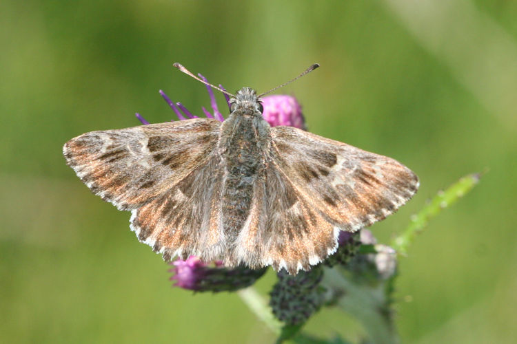 Carcharodus floccifera: Bild 3