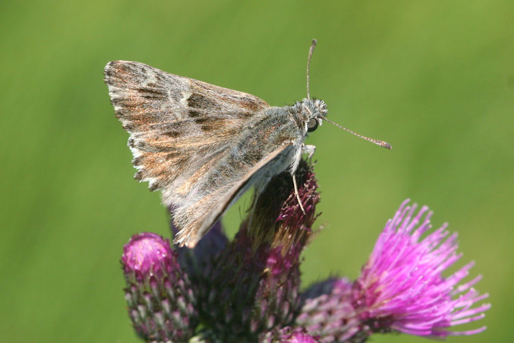 Carcharodus floccifera: Bild 5