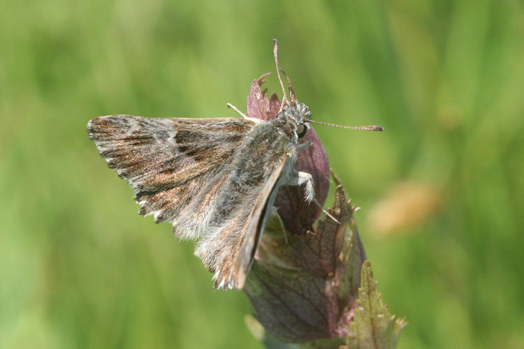 Carcharodus floccifera: Bild 6