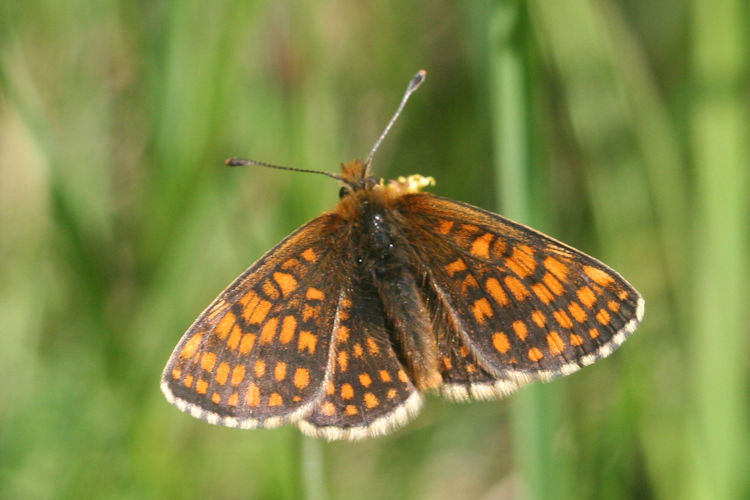 Melitaea aurelia: Bild 1