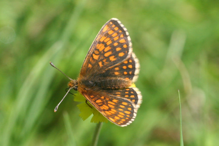 Melitaea aurelia: Bild 5