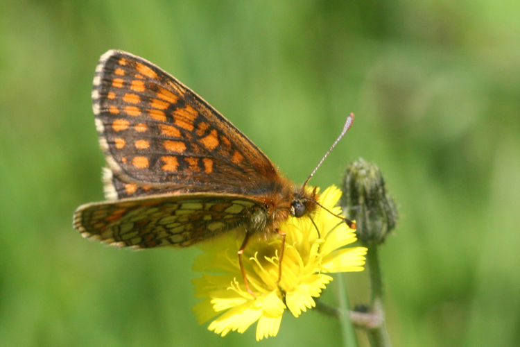 Melitaea aurelia: Bild 7