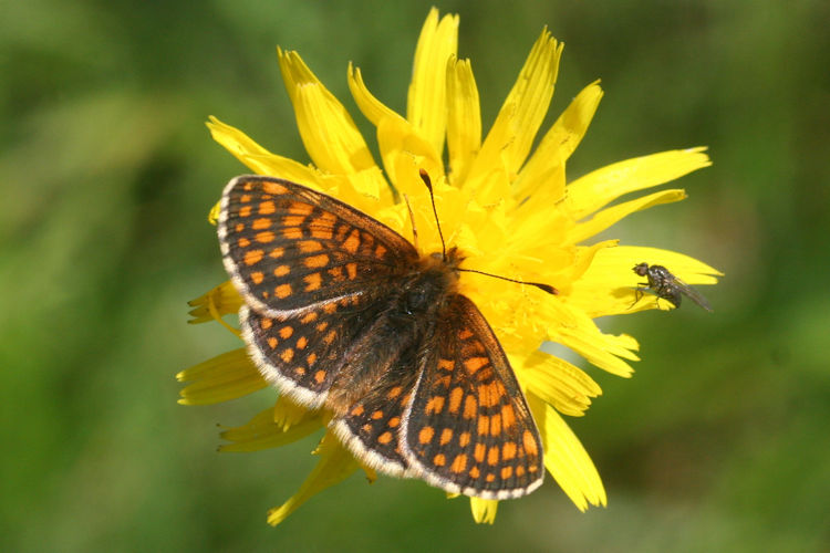 Melitaea aurelia: Bild 8