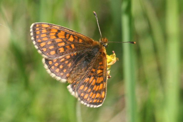 Melitaea aurelia: Bild 9