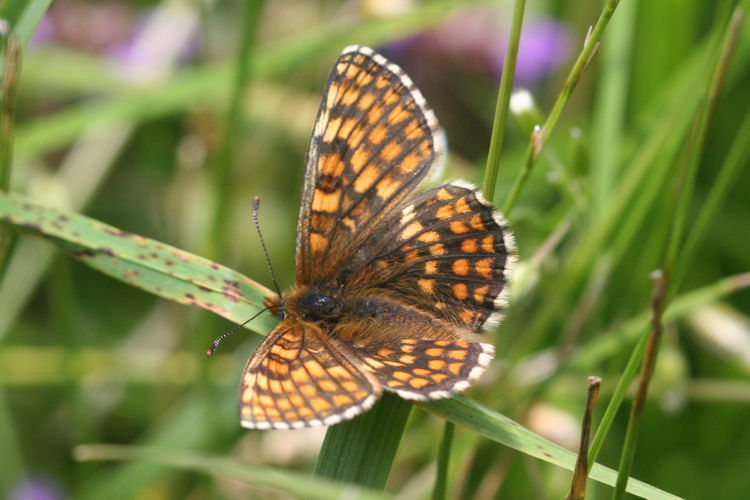 Melitaea aurelia: Bild 10